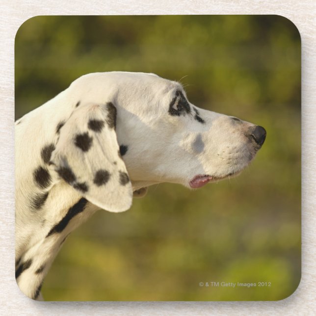 Porta-copo Dalmatian 4 (Frente)