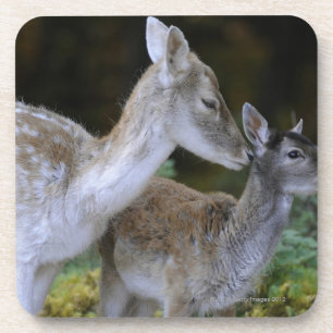 Porta-copo Damwild, dama do Dama, cervo de fallow, Hirschkalb