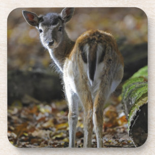 Porta-copo Damwild, dama do Dama, cervo de fallow, Hirschkalb