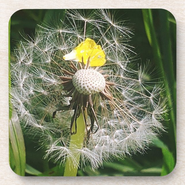 Porta-copo Dandelion (Frente)