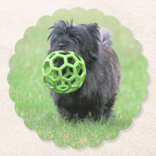 Porta-copo De Papel Cairn terrier