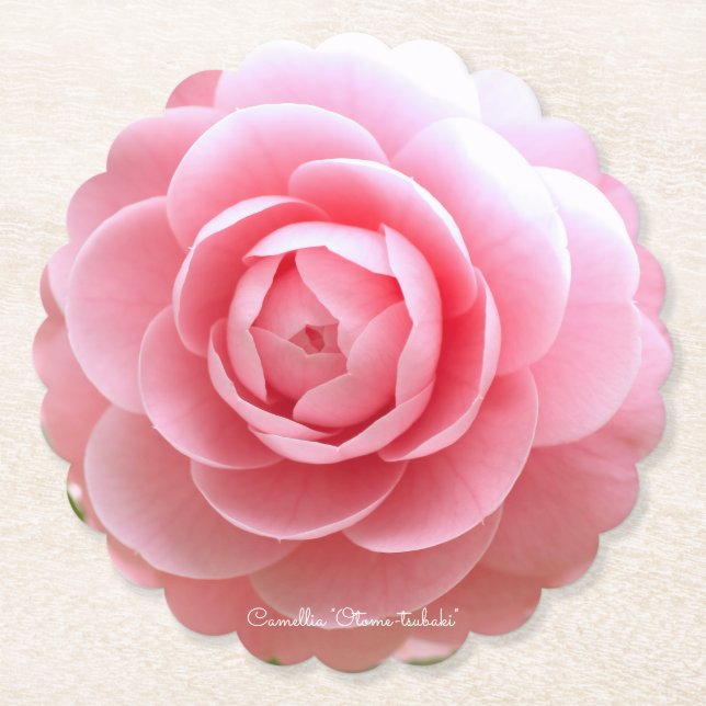 Porta-copo De Papel Camellia "Otome-tsubaki" [Paper Coaster] (Frente)