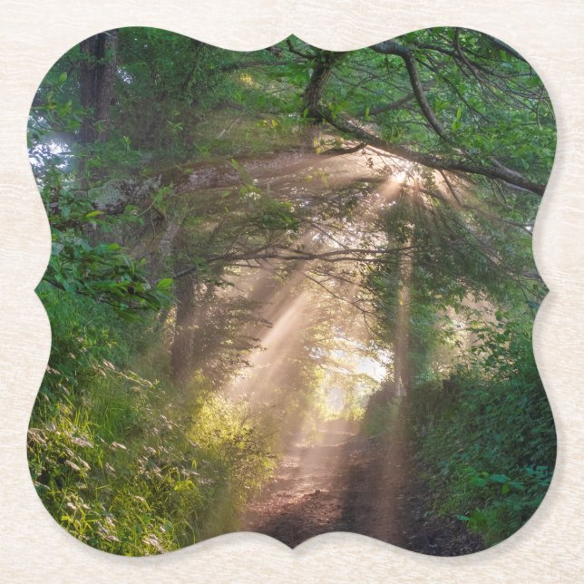 Porta-copo De Papel Caminho da Floresta (Frente)