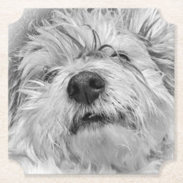 Porta-copo De Papel Cão Coton de Tulear