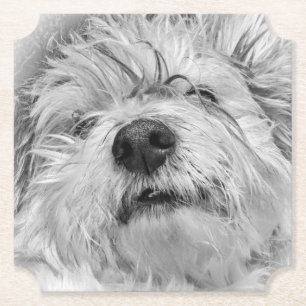 Porta-copo De Papel Cão Coton de Tulear