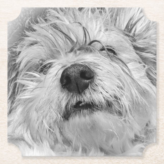 Porta-copo De Papel Cão Coton de Tulear (Frente)