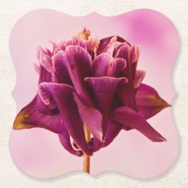 Porta-copo De Papel Columbina Rosa Burgundy (Frente)