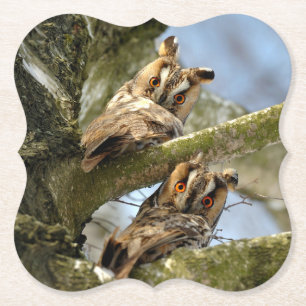 Porta-copo De Papel Duas corujas nos bosques, aves, vida selvagem
