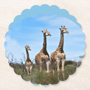 Porta-copo De Papel Família de Girafas no Topo de uma Colina Gramada