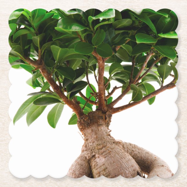 Porta-copo De Papel Ficus Ginseng (Frente)
