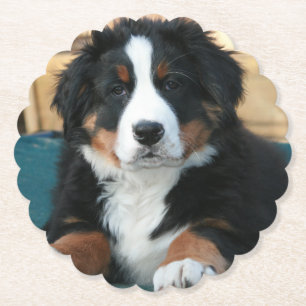 Porta-copo De Papel filhote de cão de montanha bernês