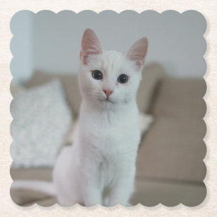 Porta-copo De Papel Gato branco Zazzle_Growth.