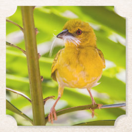 Porta-copo De Papel Hora de construir o ninho