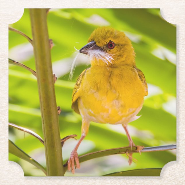 Porta-copo De Papel Hora de construir o ninho (Frente)