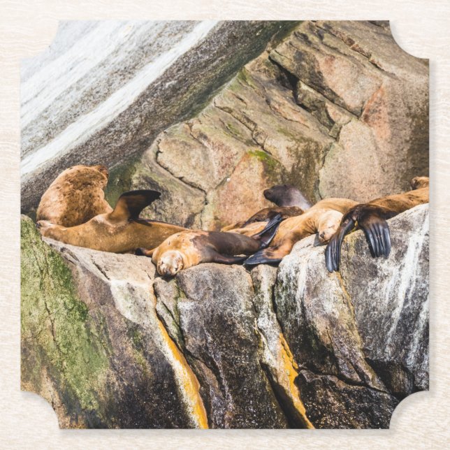 Porta-copo De Papel Leões Do Mar Deitados Nas Rochas (Frente)