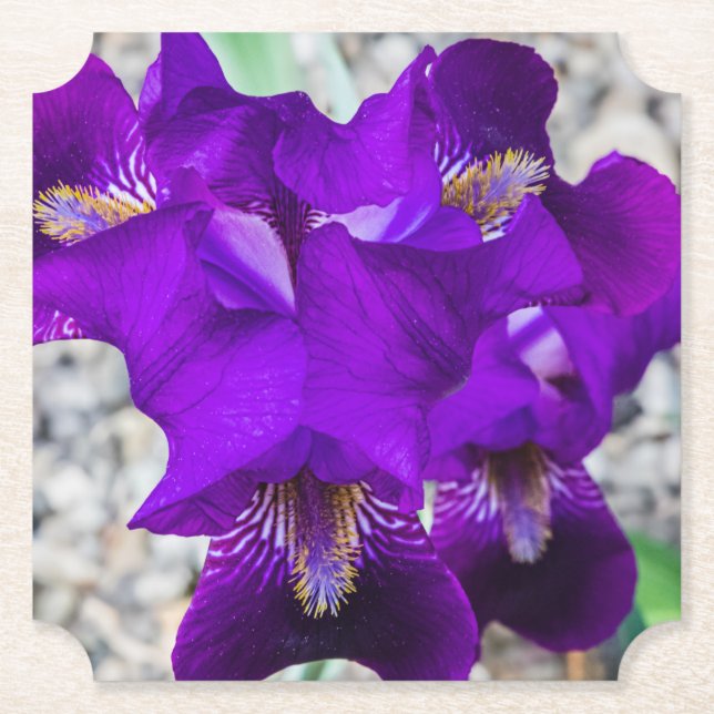 Porta-copo De Papel Linda íris roxa (Frente)