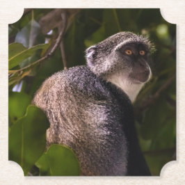 Porta-copo De Papel Macaco azul, Zanzibar