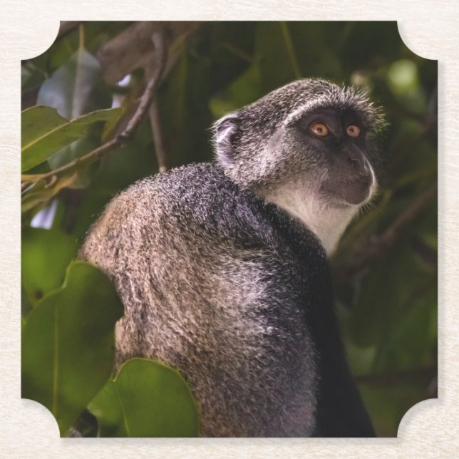 Porta-copo De Papel Macaco azul, Zanzibar (Frente)