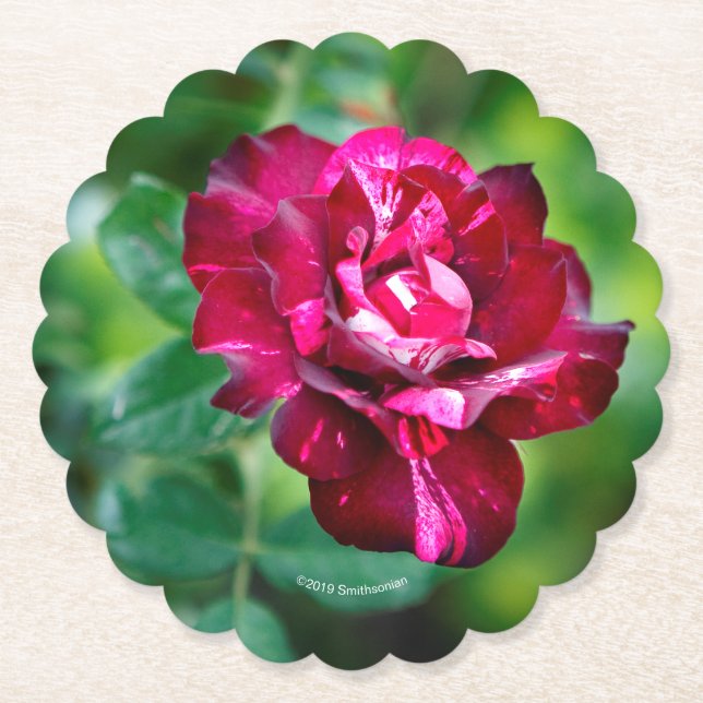 Porta-copo De Papel O tigre roxo aumentou (Frente)