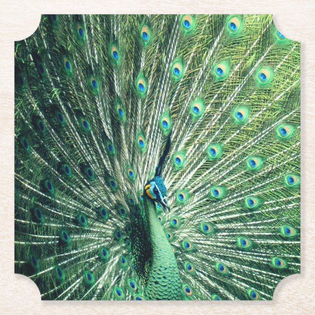 Porta-copo De Papel Peacock Strut (Frente)