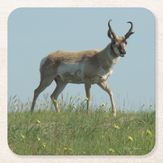 Porta-copo De Papel Quadrado A10 Pronghorn Antelope Buck (Frente)