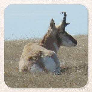 Porta-copo De Papel Quadrado A16 Antílope Pronghorn Dorme