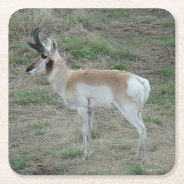 Porta-copo De Papel Quadrado A26 Pronghorn Antelope Young Buck (Frente)