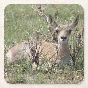 Porta-copo De Papel Quadrado A7 Bebê Antilope