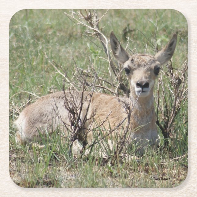 Porta-copo De Papel Quadrado A7 Bebê Antilope (Frente)