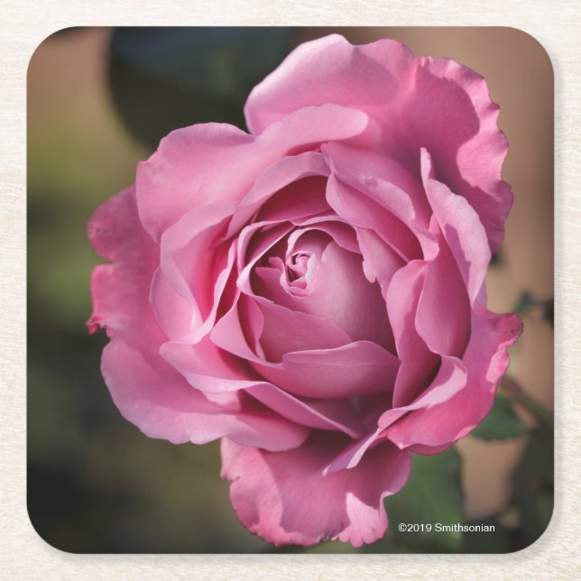 Porta-copo De Papel Quadrado A cara do anjo aumentou (Frente)