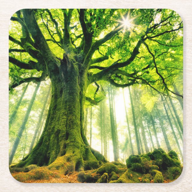 Porta-copo De Papel Quadrado A faia de Ponthus (Frente)