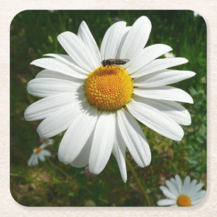 Porta-copo De Papel Quadrado Abelha na Daisy Alaskan Summer Nature Photo
