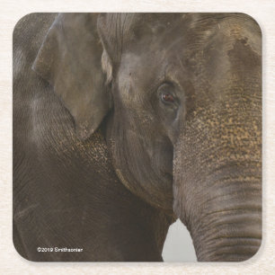 Porta-copo De Papel Quadrado Acima-Fim do elefante