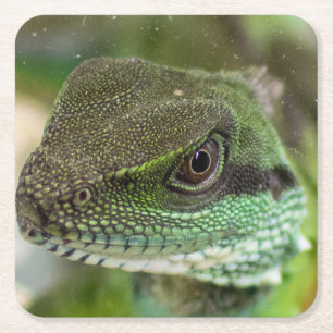 Porta-copo De Papel Quadrado Agama, lagarto