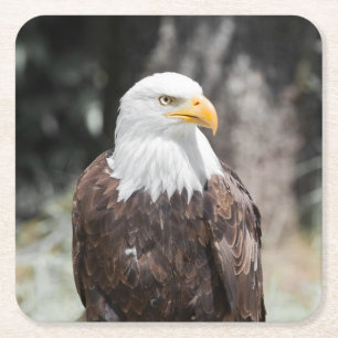 Porta-copo De Papel Quadrado Águia Americana (Haliaeetus leucocephalus)