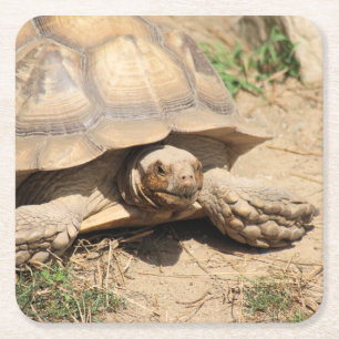 Porta-copo De Papel Quadrado Ala Aldabra