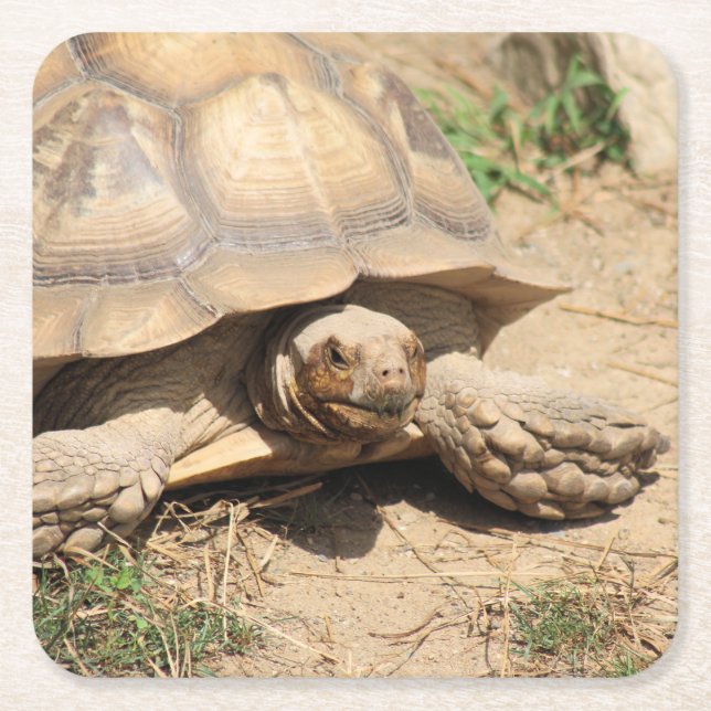 Porta-copo De Papel Quadrado Ala Aldabra (Frente)