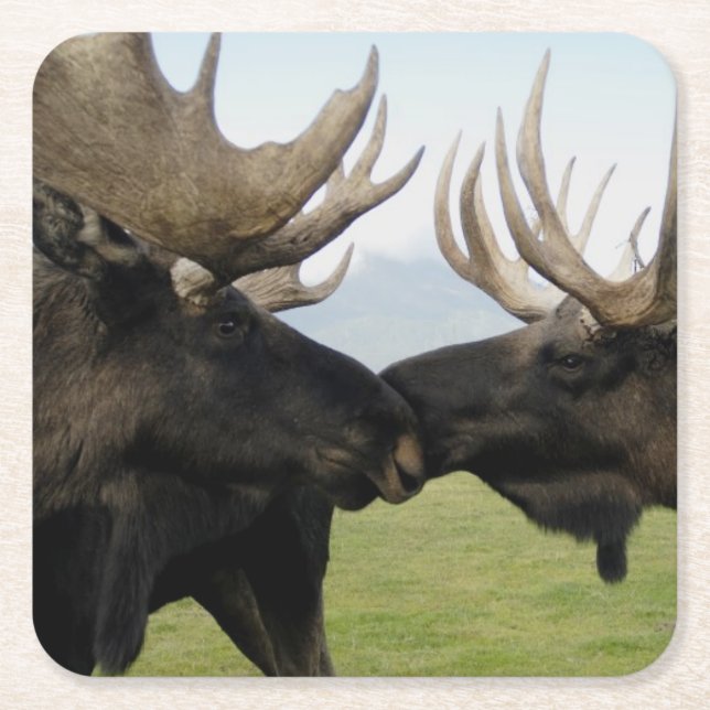 Porta-copo De Papel Quadrado Alces (Frente)