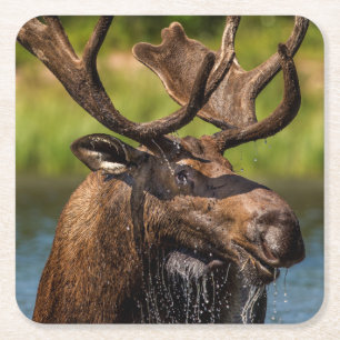 Porta-copo De Papel Quadrado Alces de Bull que alimentam no parque nacional de