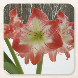 Porta-copo De Papel Quadrado Amaryllis no Feriado Vermelho de Neve Floral de in
