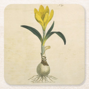 Porta-copo De Papel Quadrado Amaryllis Tulip Botanical Garden Flower