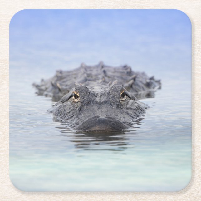 Porta-copo De Papel Quadrado American Alligator – Lake Apopka Wildlife Drive (Frente)