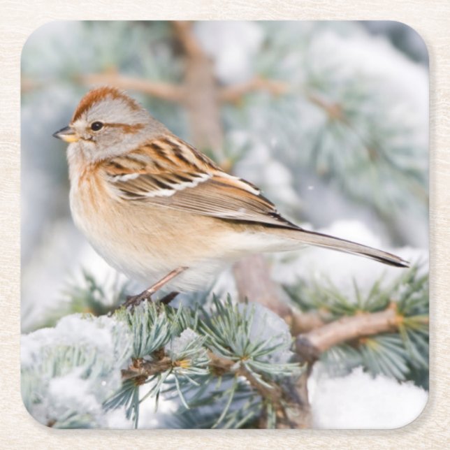 Porta-copo De Papel Quadrado American Tree Sparrow no inverno (Frente)