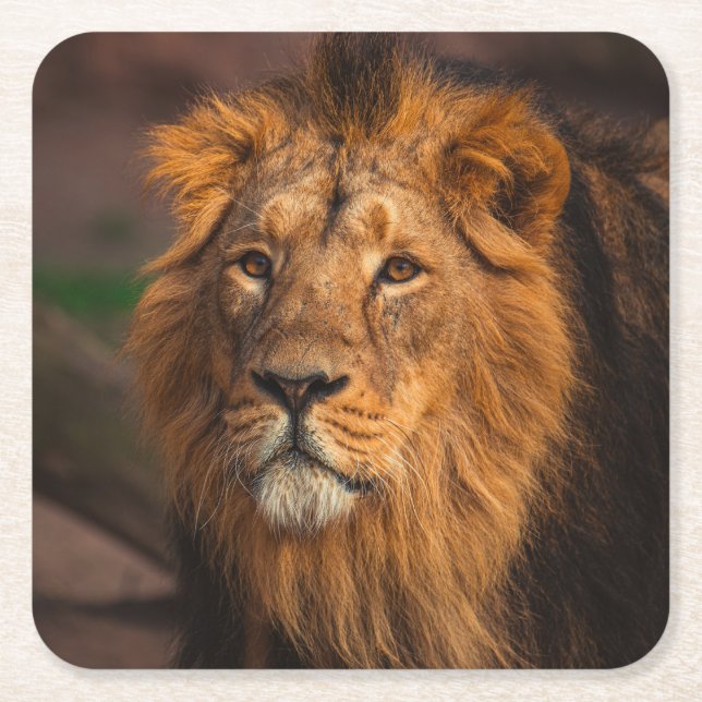 Porta-copo De Papel Quadrado Apenas um leão bonito (Frente)