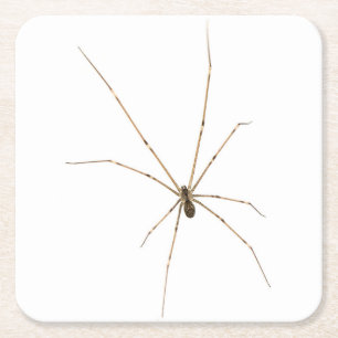 Porta-copo De Papel Quadrado Aranha