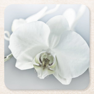 Porta-copo De Papel Quadrado Arte Botânica de Orquídea Branca Elegante