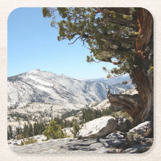 Porta-copo De Papel Quadrado Árvore velha no parque nacional de Yosemite (Frente)