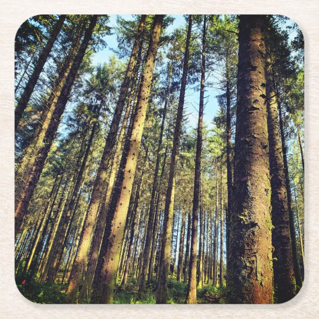 Porta-copo De Papel Quadrado Árvores Florestais (Frente)