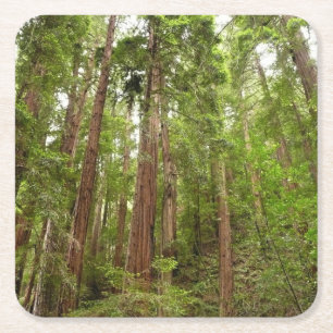 Porta-copo De Papel Quadrado Até às sequóias I no Monumento Nacional Muir Woods