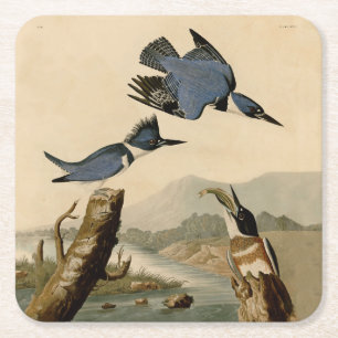 Porta-copo De Papel Quadrado Audubon Belfisher Kingfisher Wildlife Bird